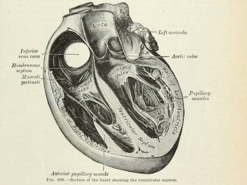 Getting to the Heart of the Matter image